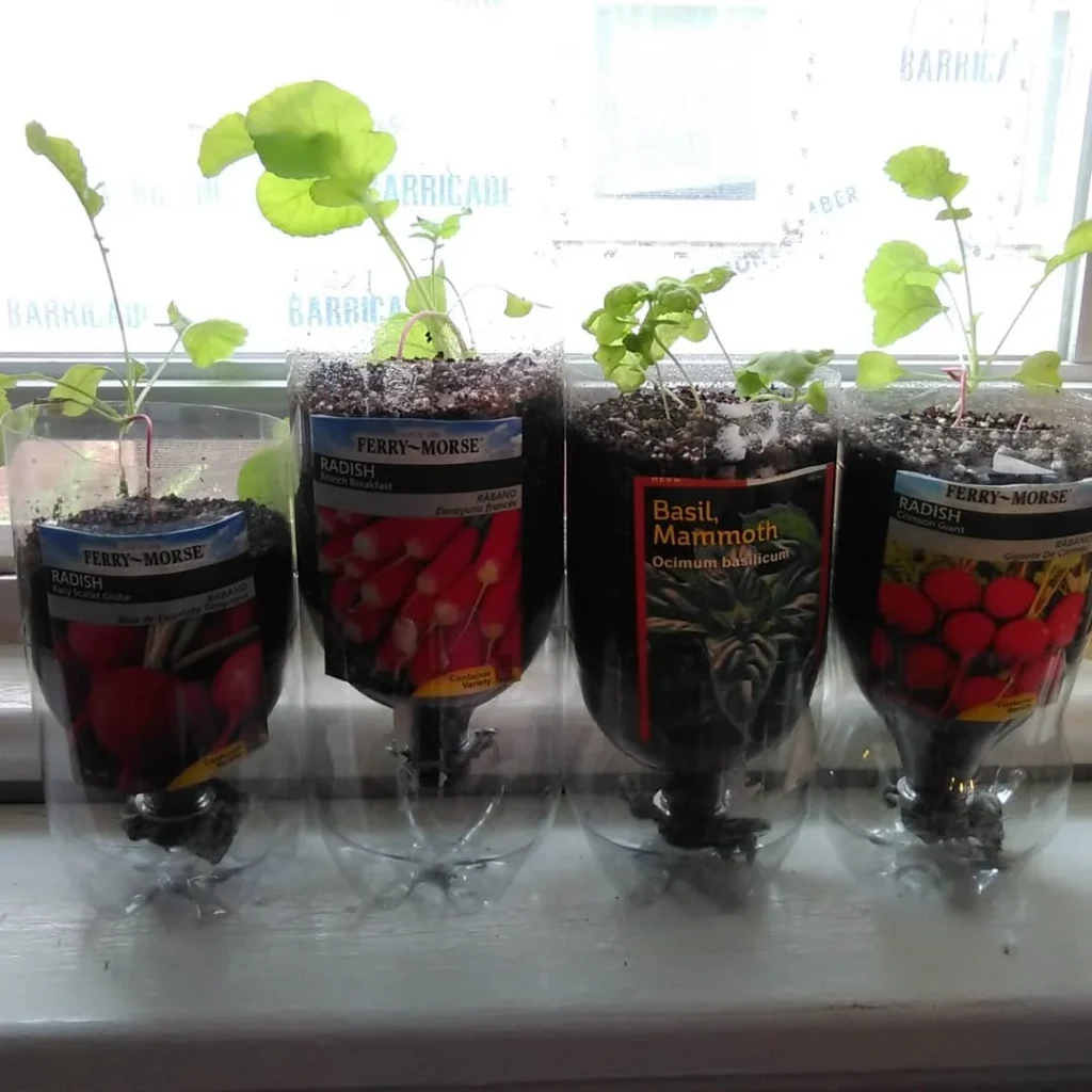 radishes indoor veggie plants