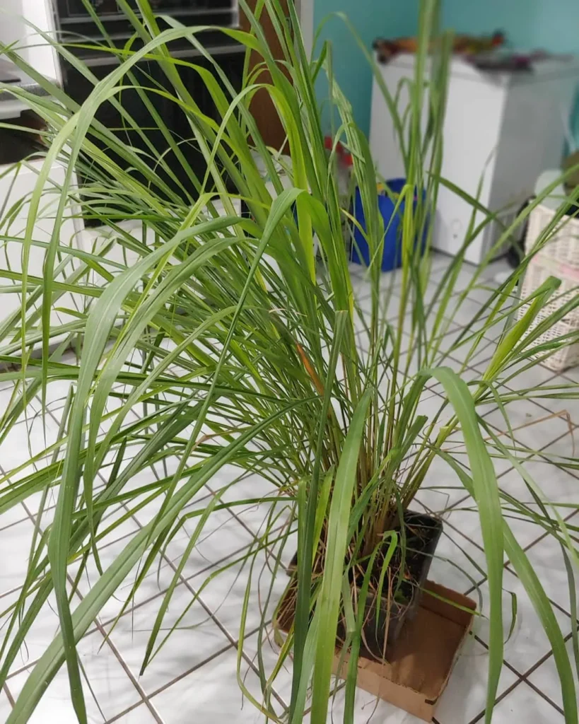 re growing lemongrass veggies indoor plants