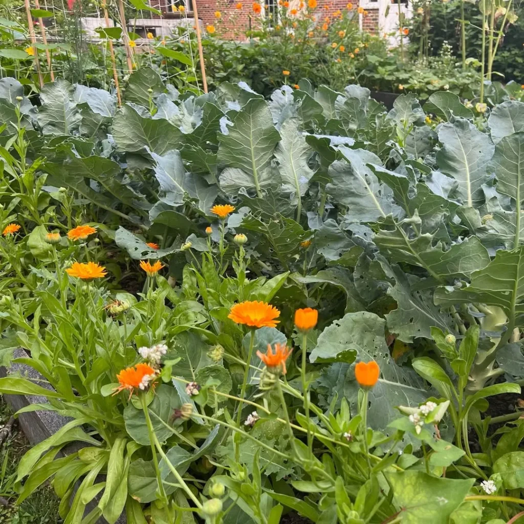 regenerative backyard paradise permaculture garden design