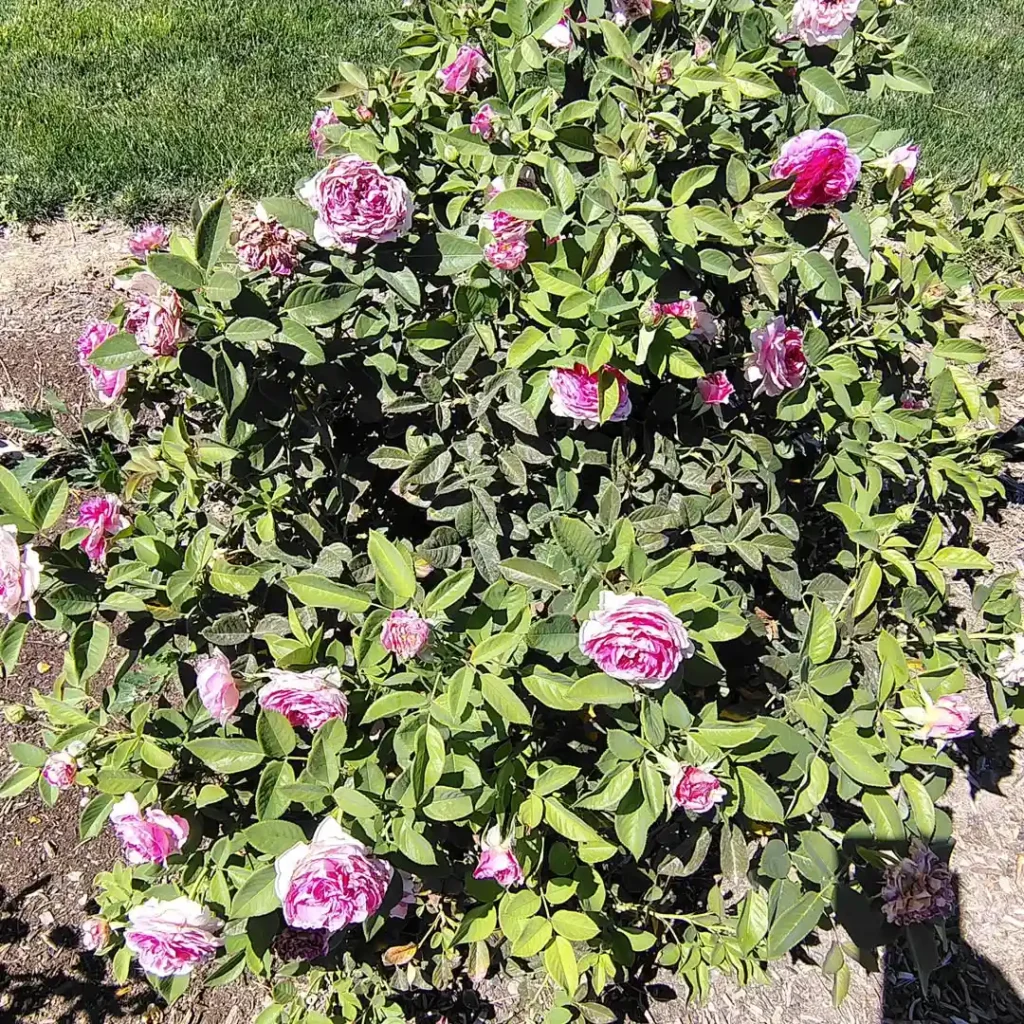 rose flower small garden