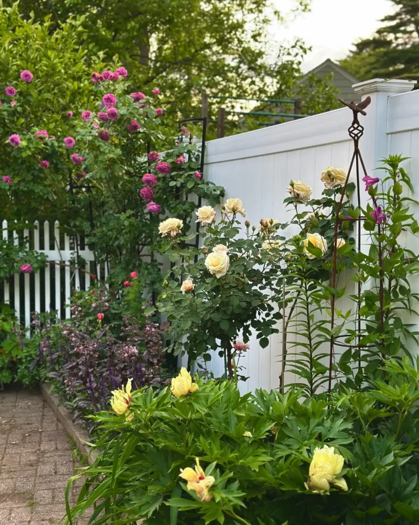 roses with fence plants