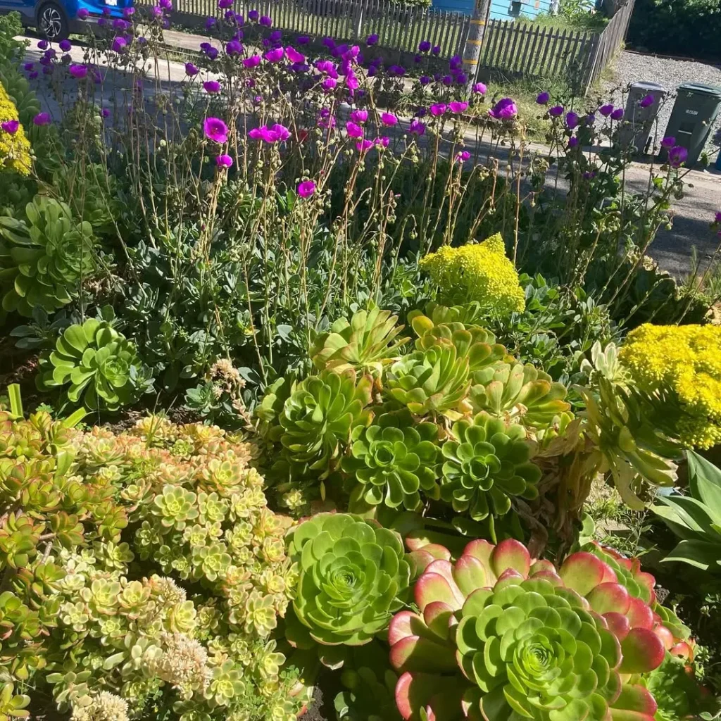 rosette carner garden