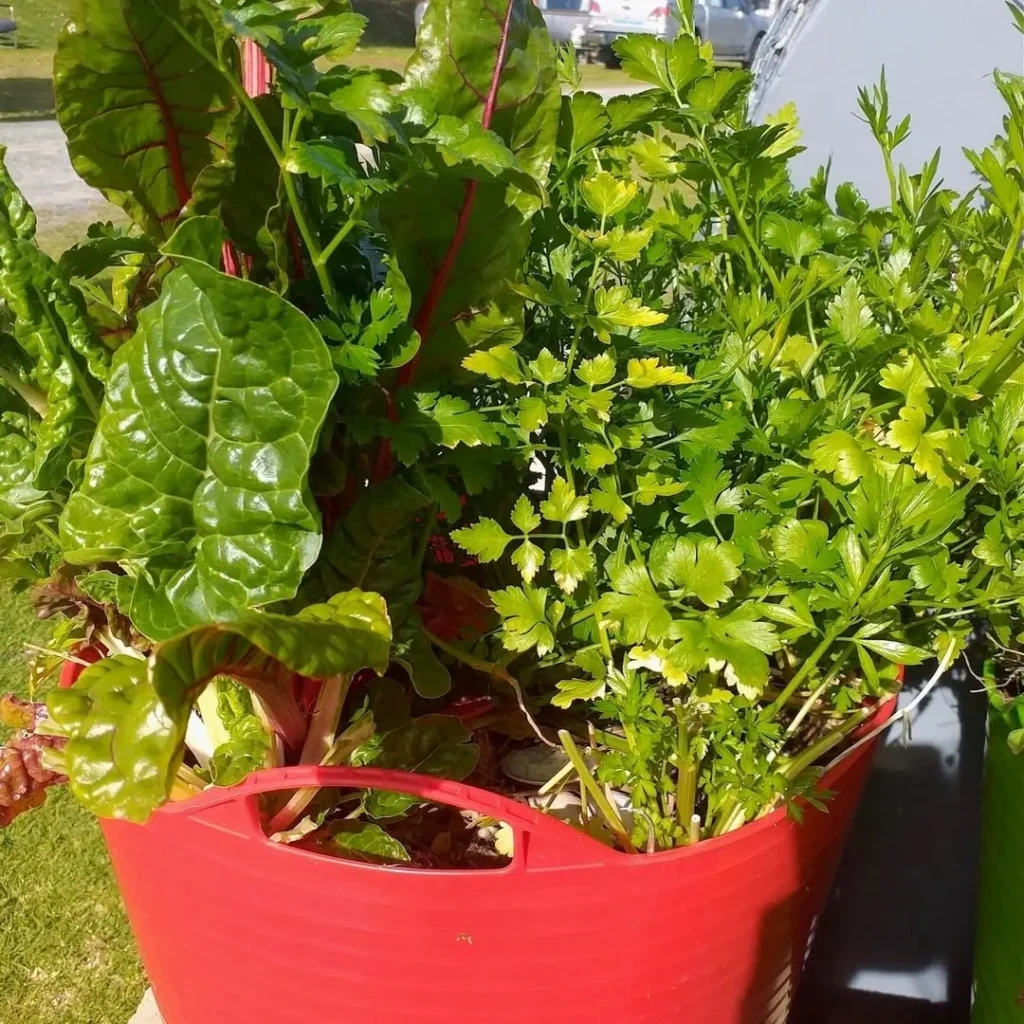 small herb garden in one container