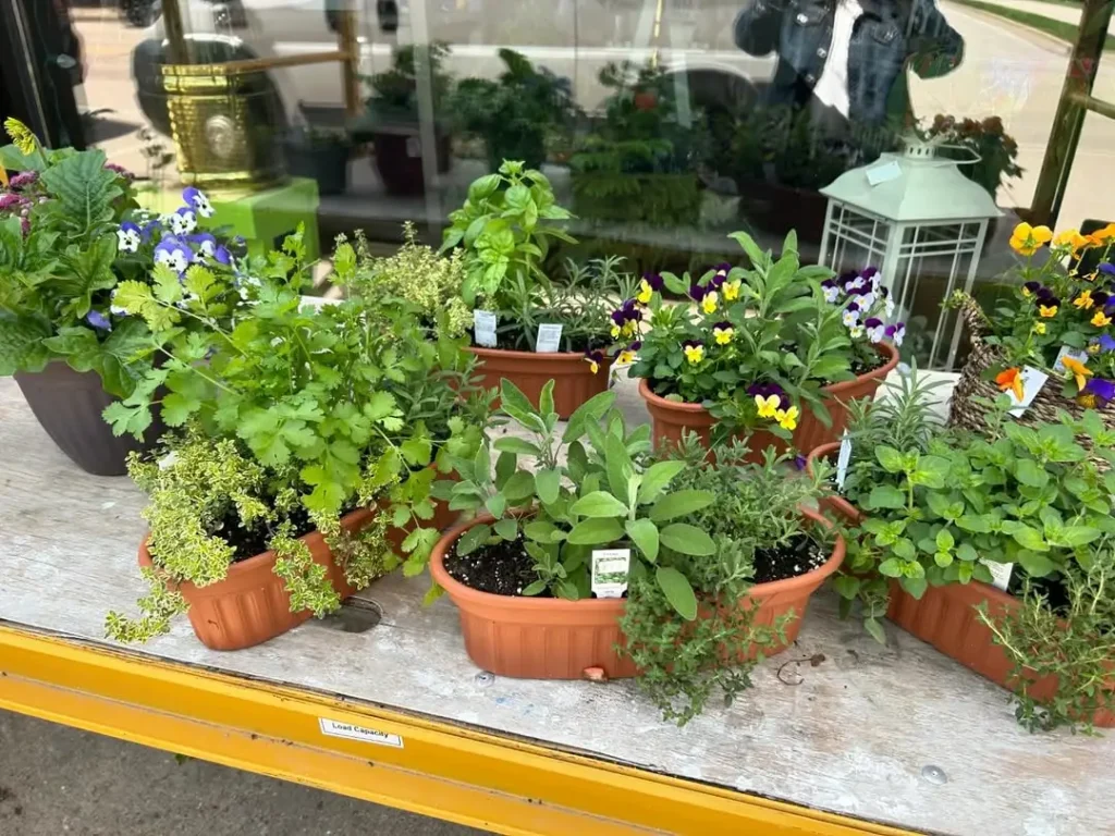 small herb garden to grow on your patio or deck