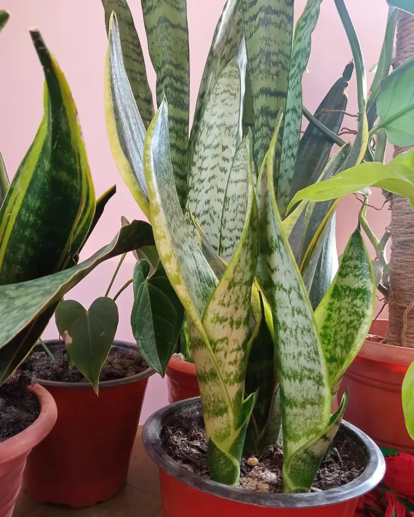 snakeplant indoor garden (1)