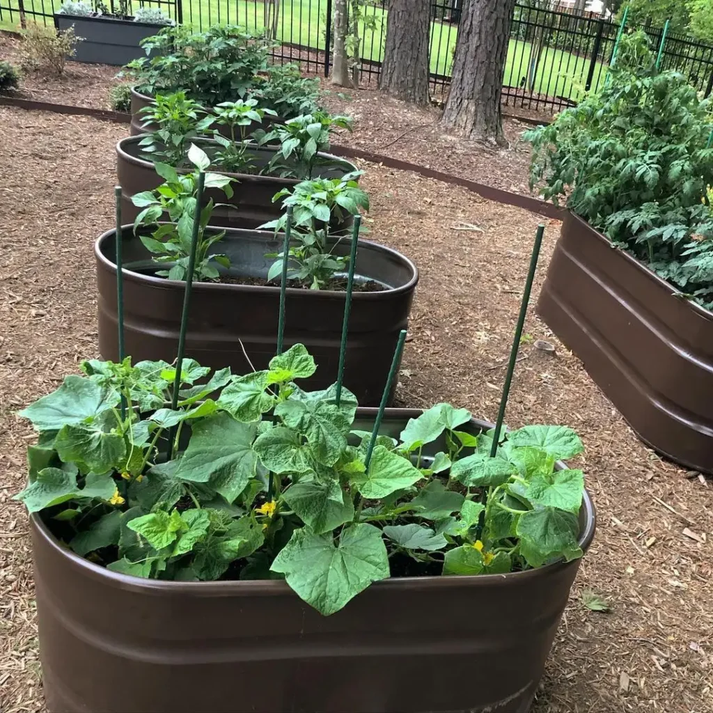 stock tank vegetable gardens