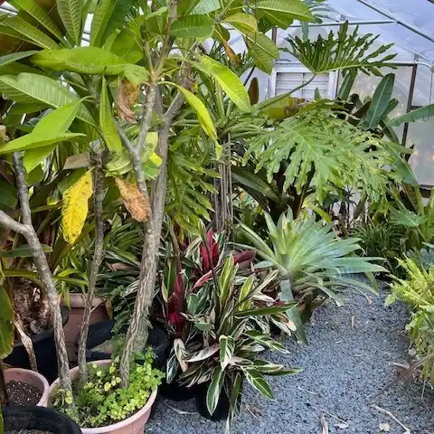 stromanthe sanguinea plant