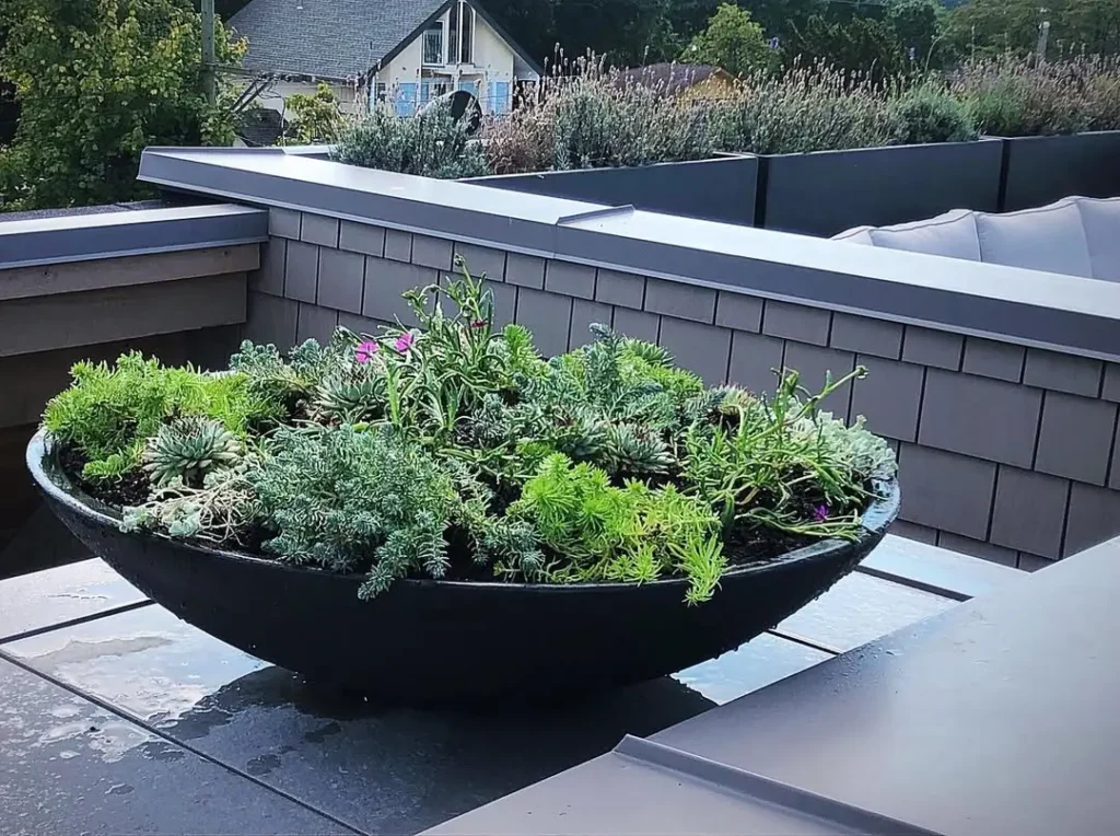 succulent bowl garden