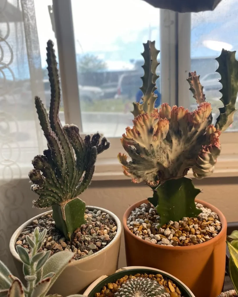 succulent dish indoor garden