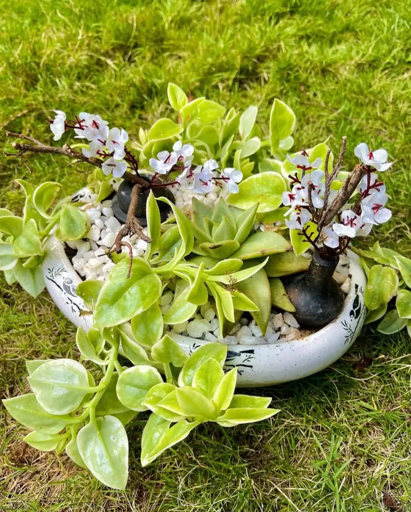 succulent zen garden