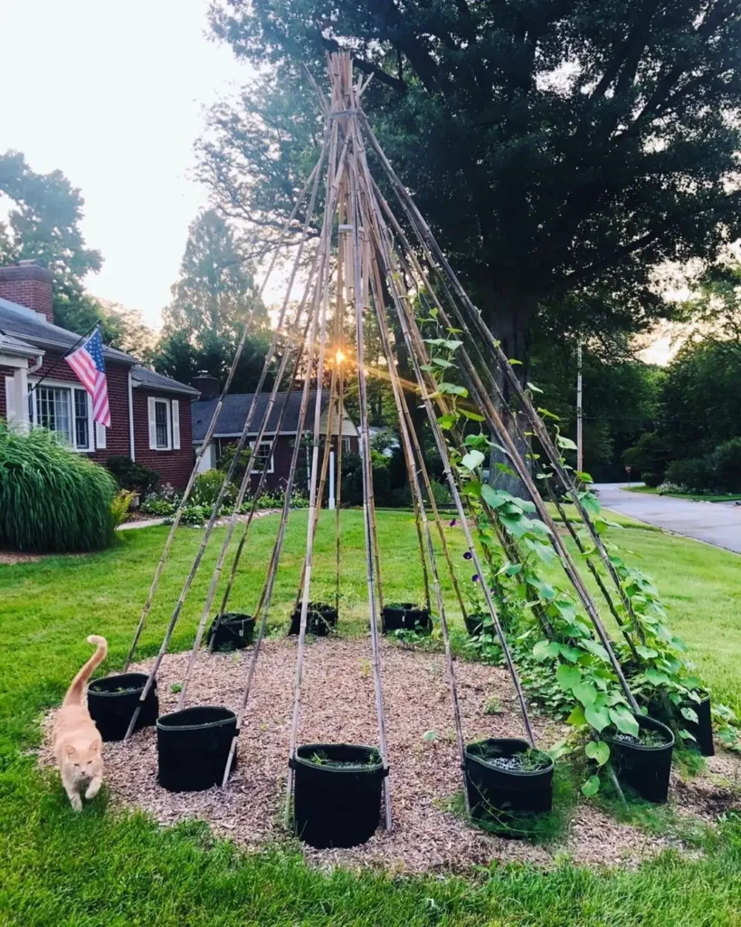 sun trap permaculture garden