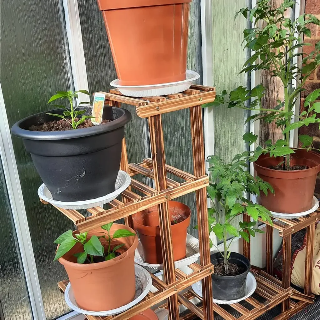 sunny side indoor garden