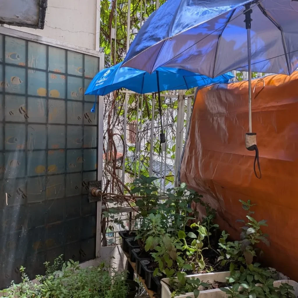 support from the umbrellas small herb garden