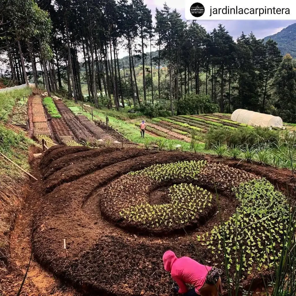 swale and terrace permaculture system