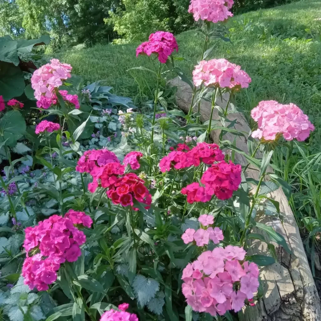 sweet william plant