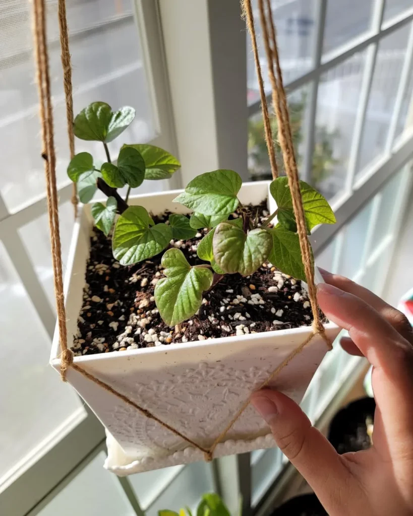 sweetpotato indoor plants