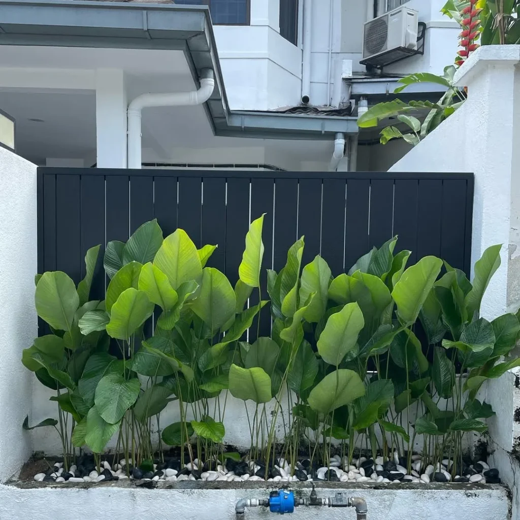 thaumatococcus fence plants