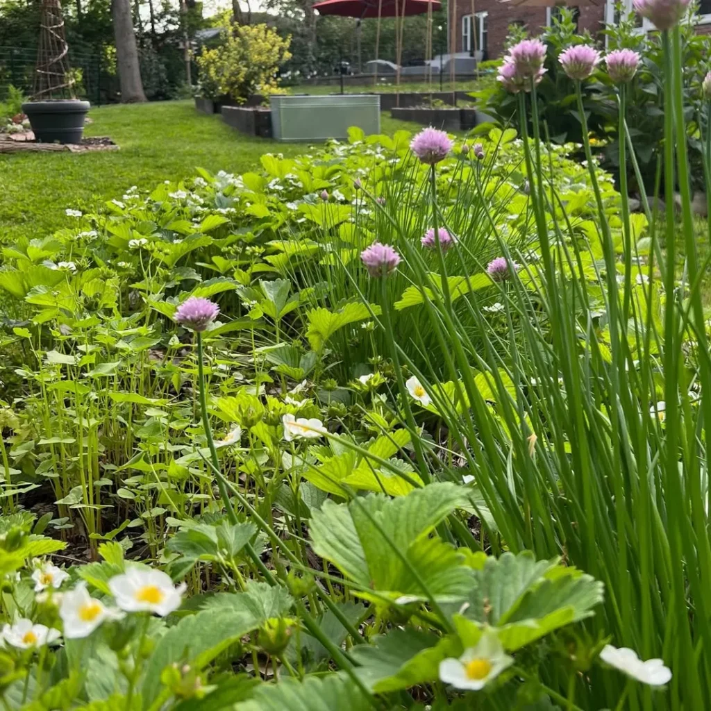 the companion guild permaculture garden