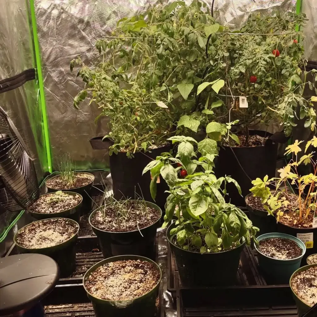 the indoor edible vegetable garden (1)