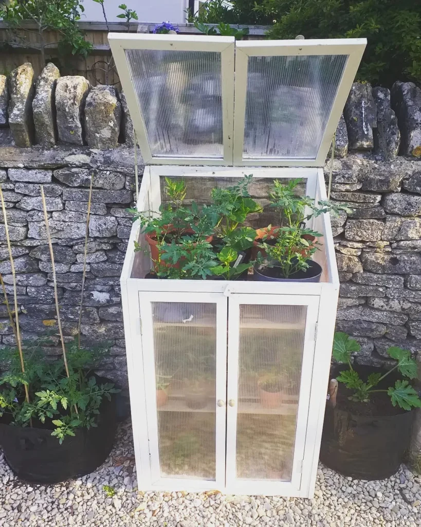 tomato glass mini greenhouse