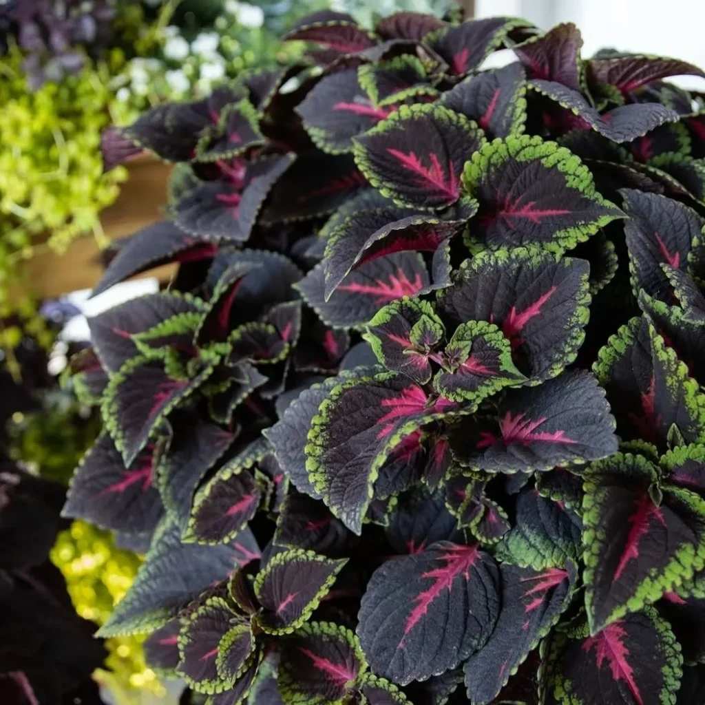 torchlight coleus plant