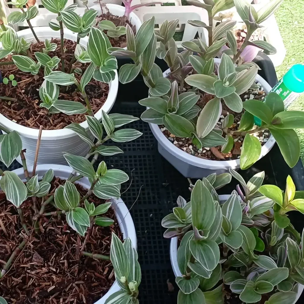 tradescantia plants