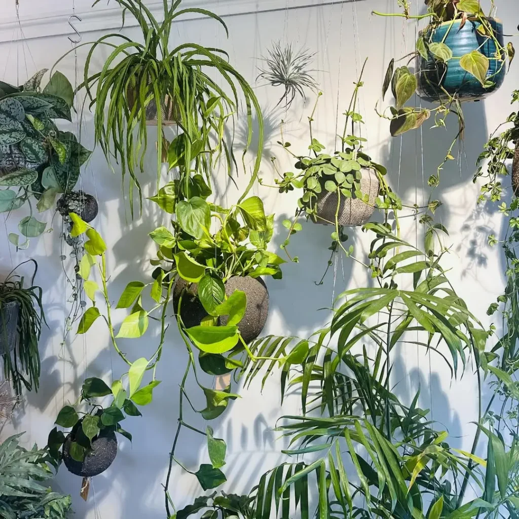 trailing plant container garden design