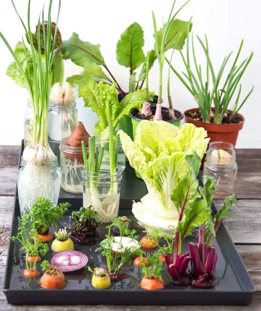 veggies & herbs to regrow indoor garden (1)