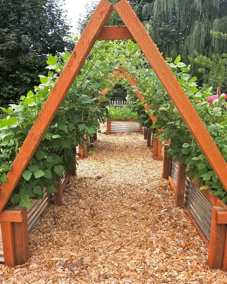 vertical trellis vegetable growing