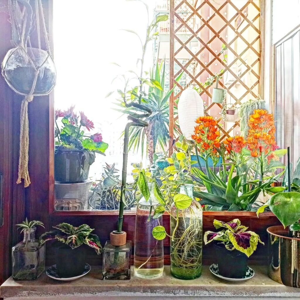 very cute indoor garden plants