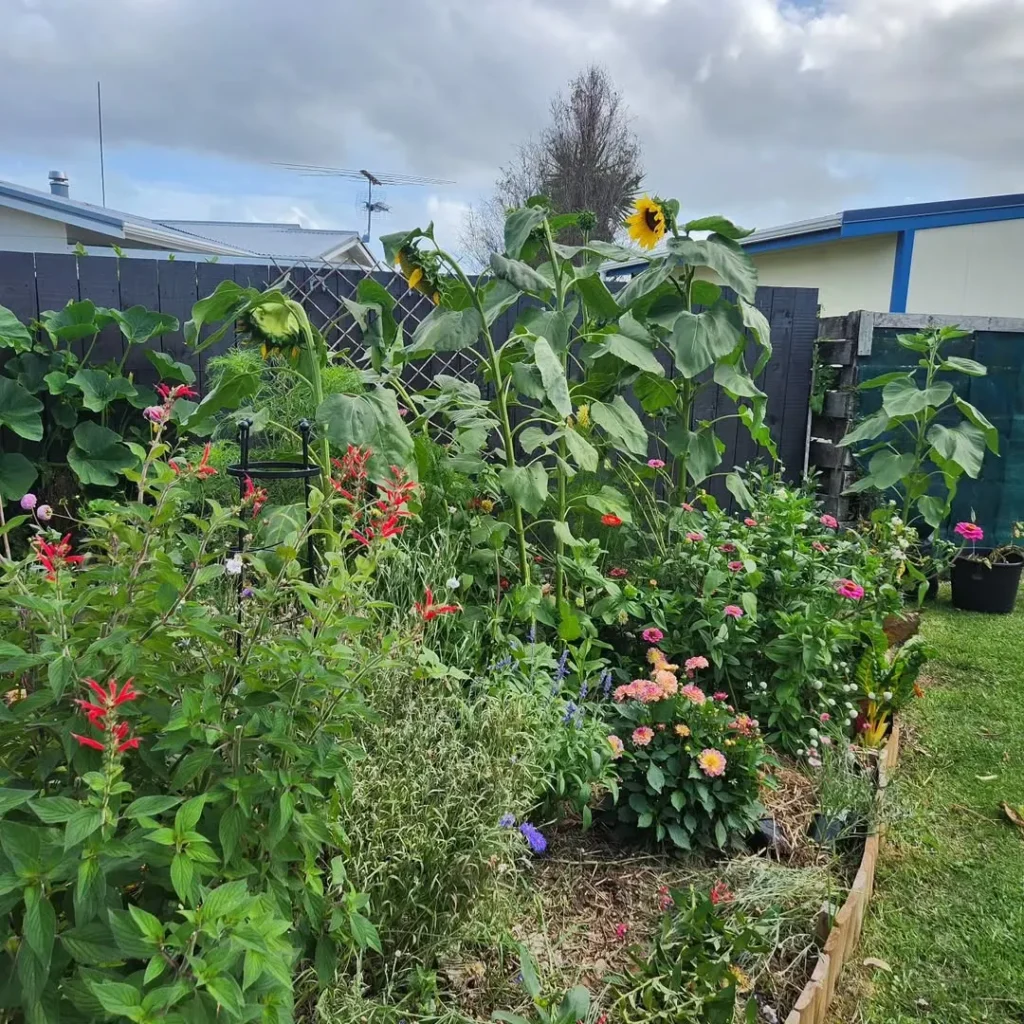 vibrant sunflower garden