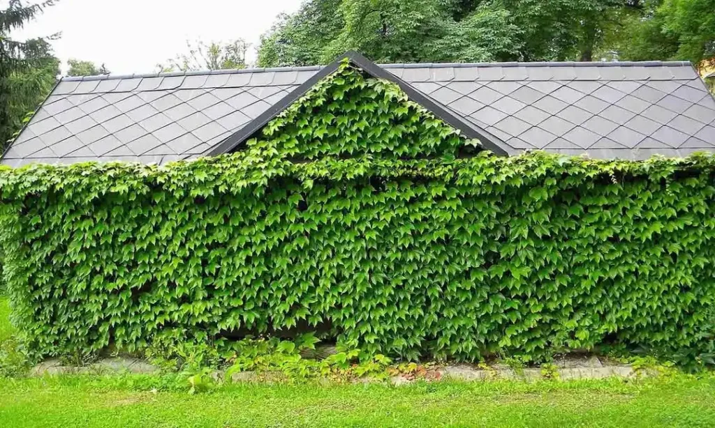 virginia creeper fence plants