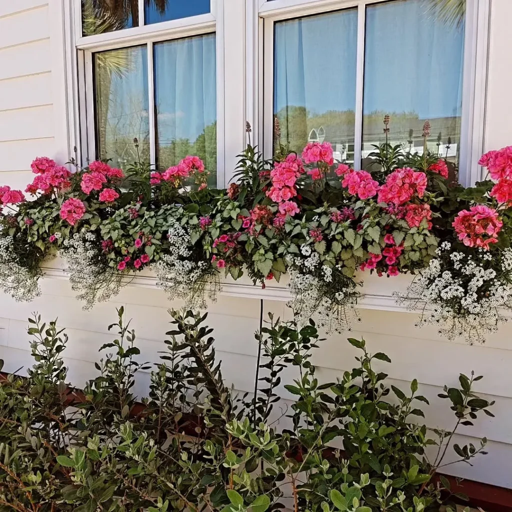 window box garden