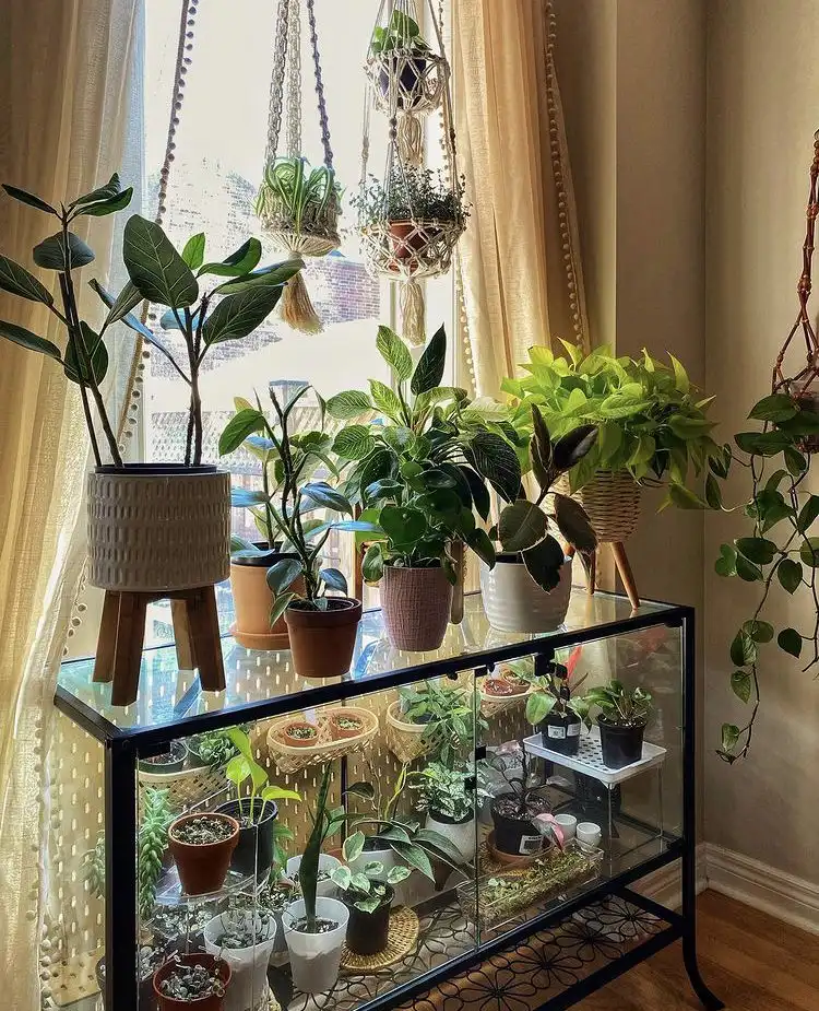 window a few indoor plants