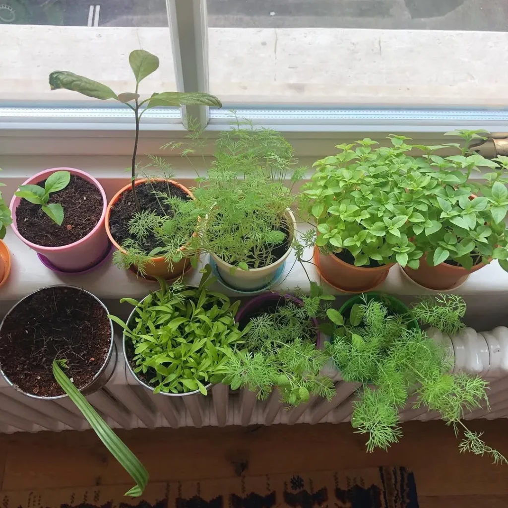 windowsill herb garden