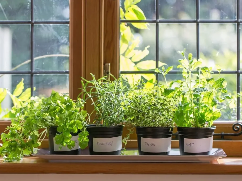 windowsill herb tray