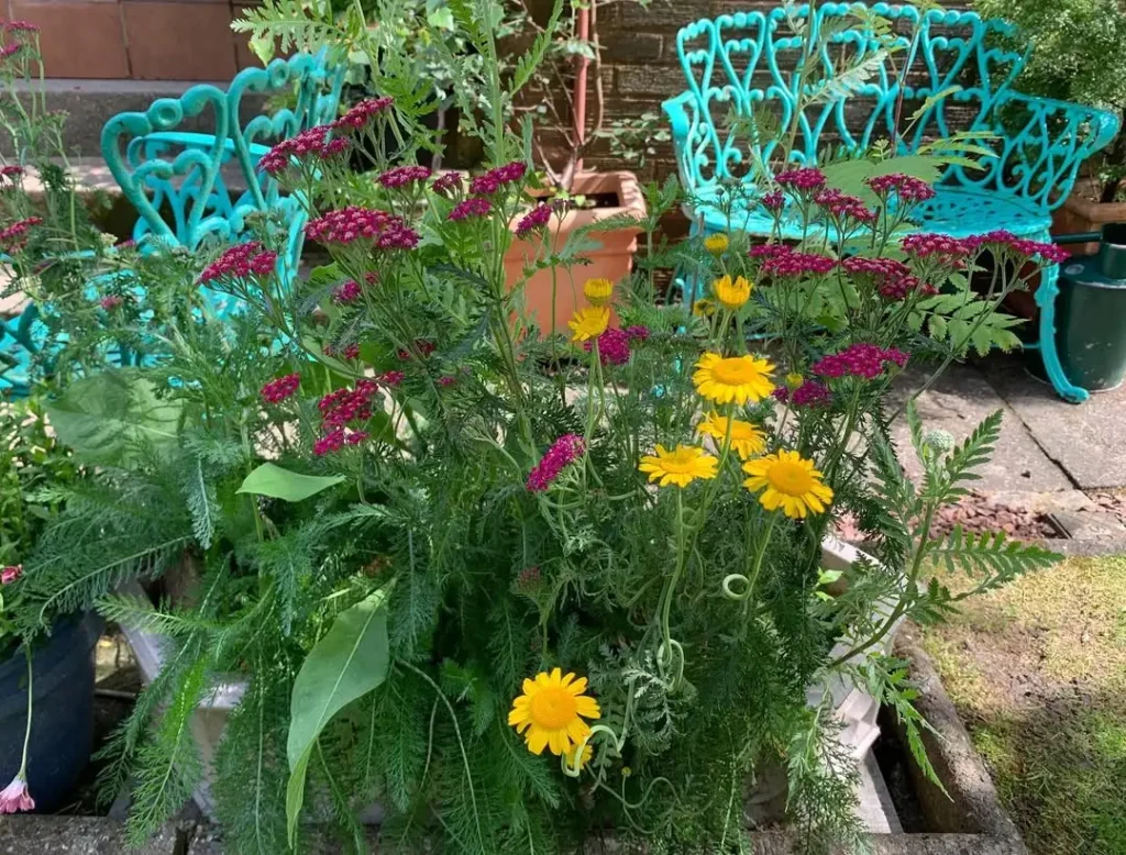 zinc flower planter collection