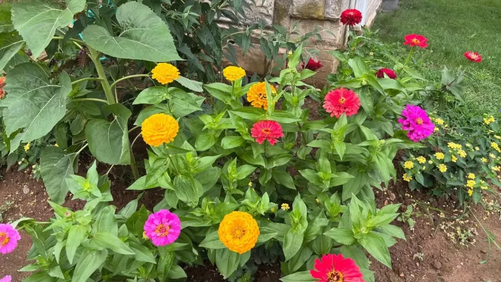 zinnia varieties flower garden