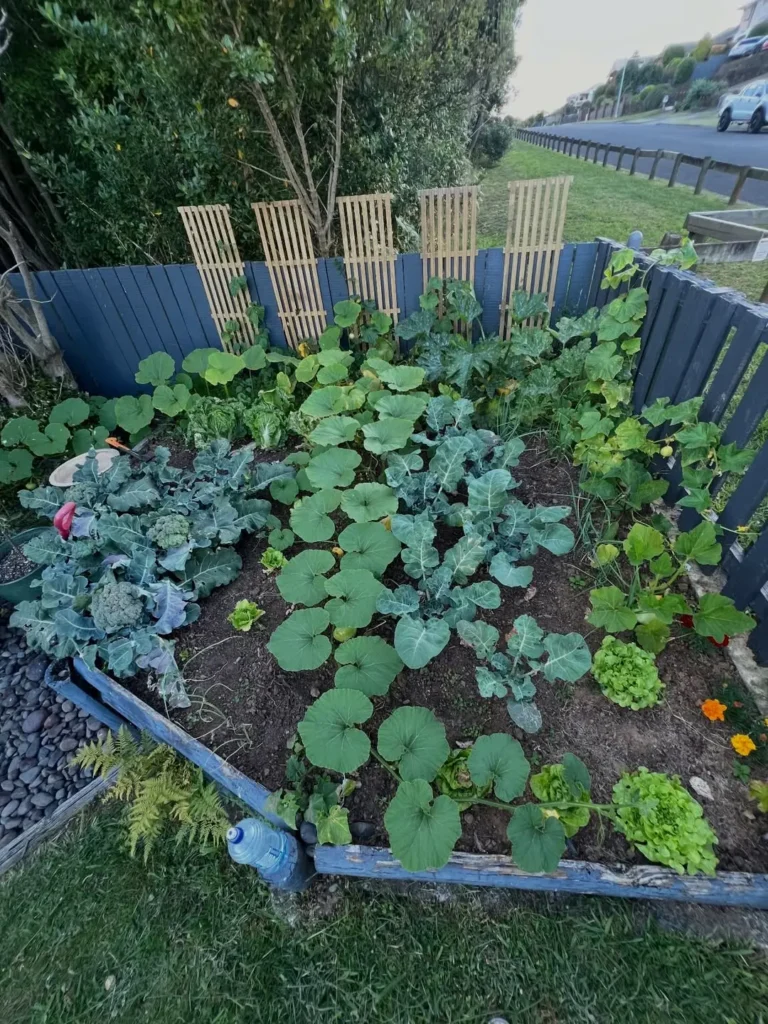 backyard vegetable garden