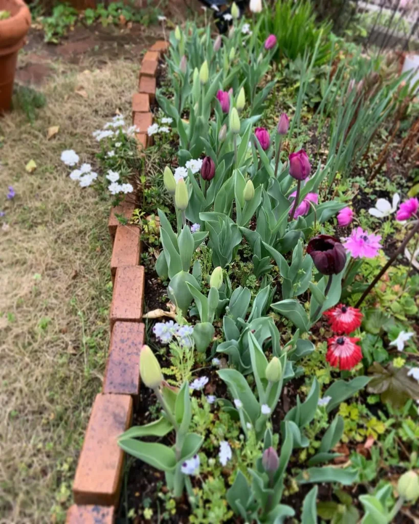 blooming flowers garden