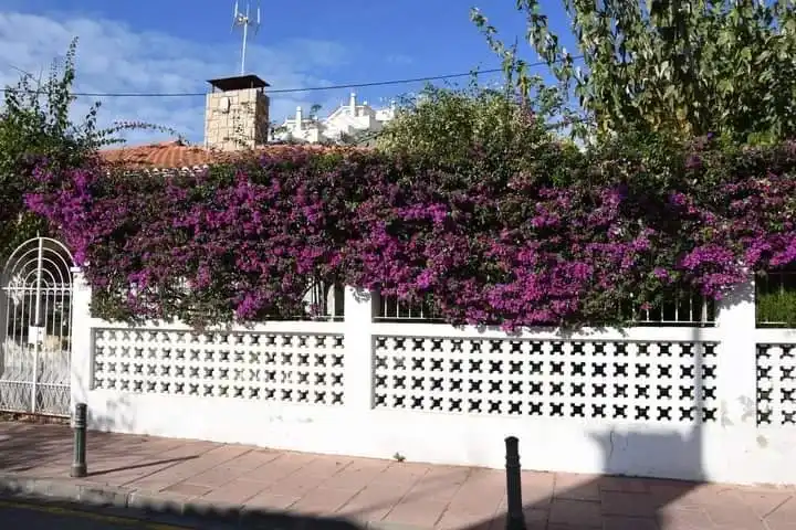 bougainvillea flower front wall
