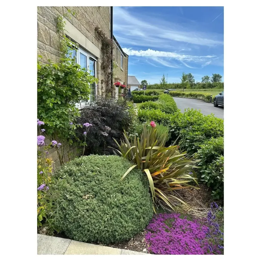 boxwood shrub garden