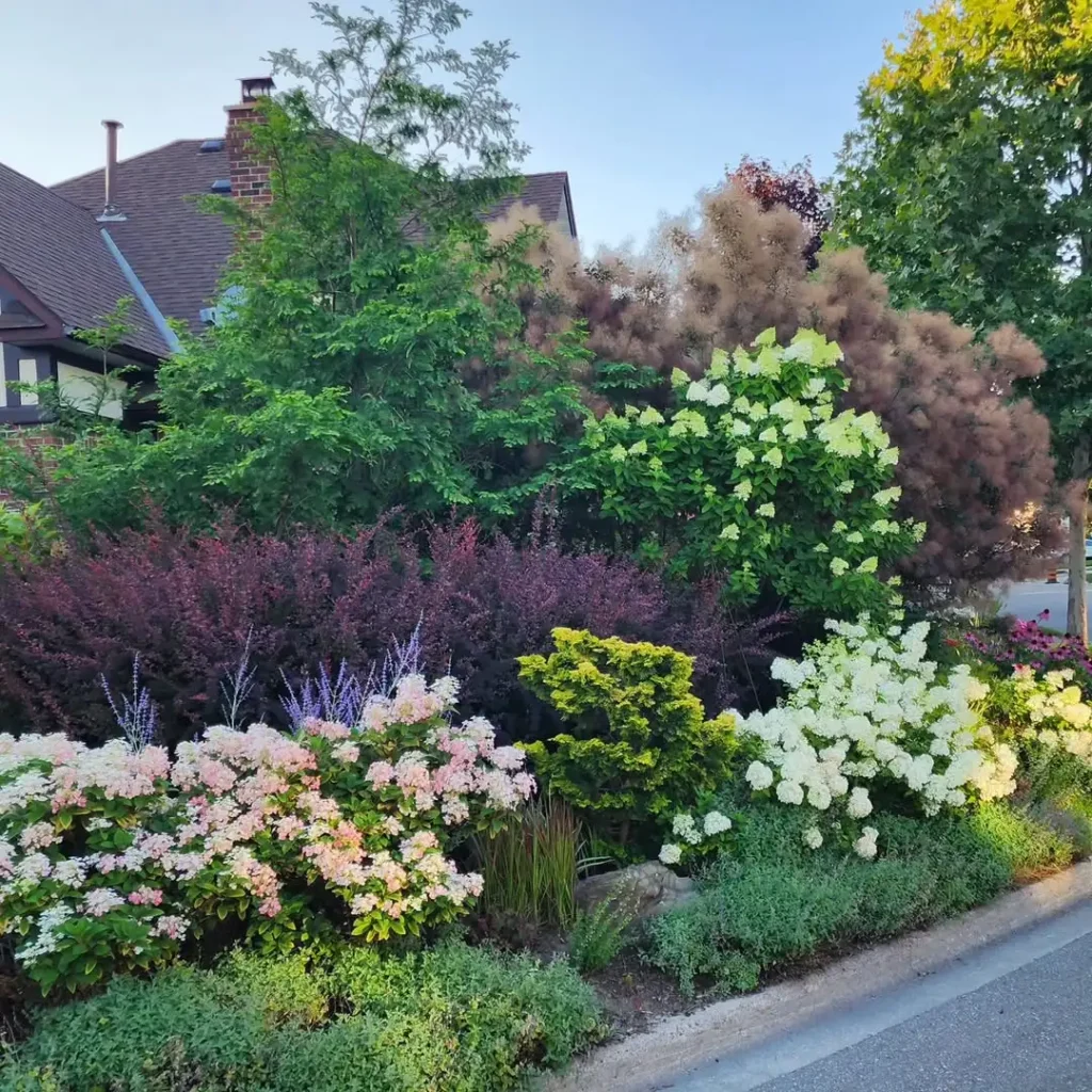 brownish pink shrub garden