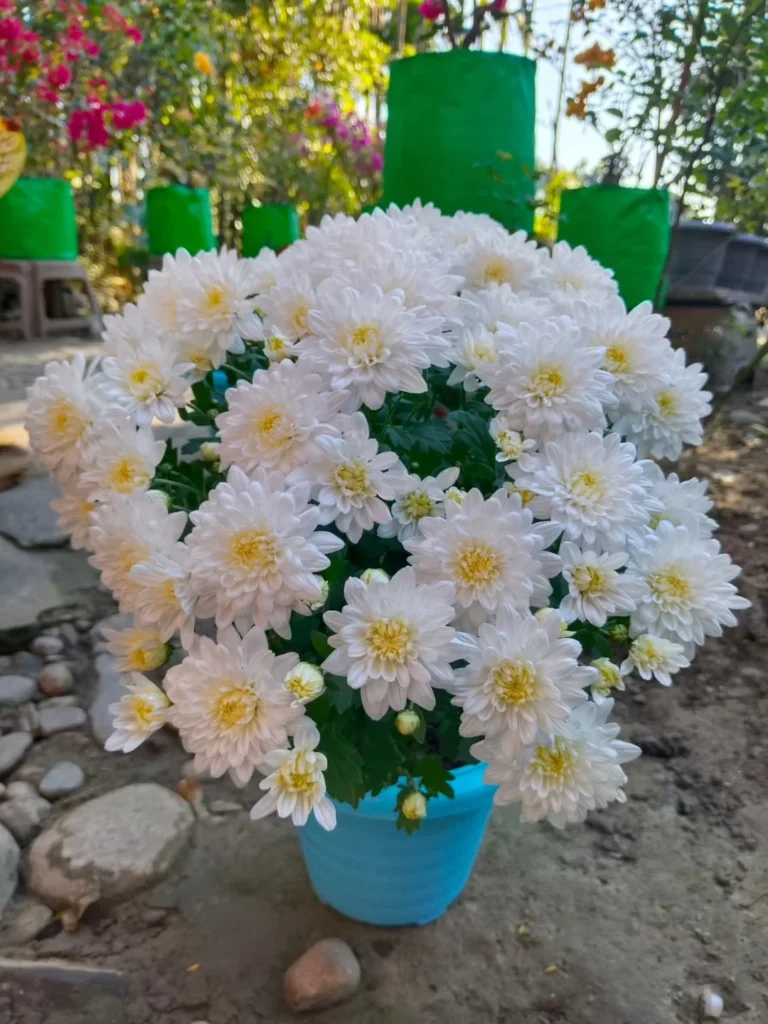 chrysanthemum flower garden