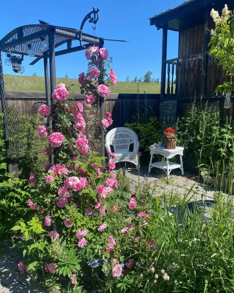 climbing rose bush garden