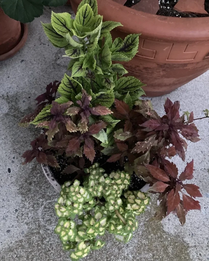 coleus plant