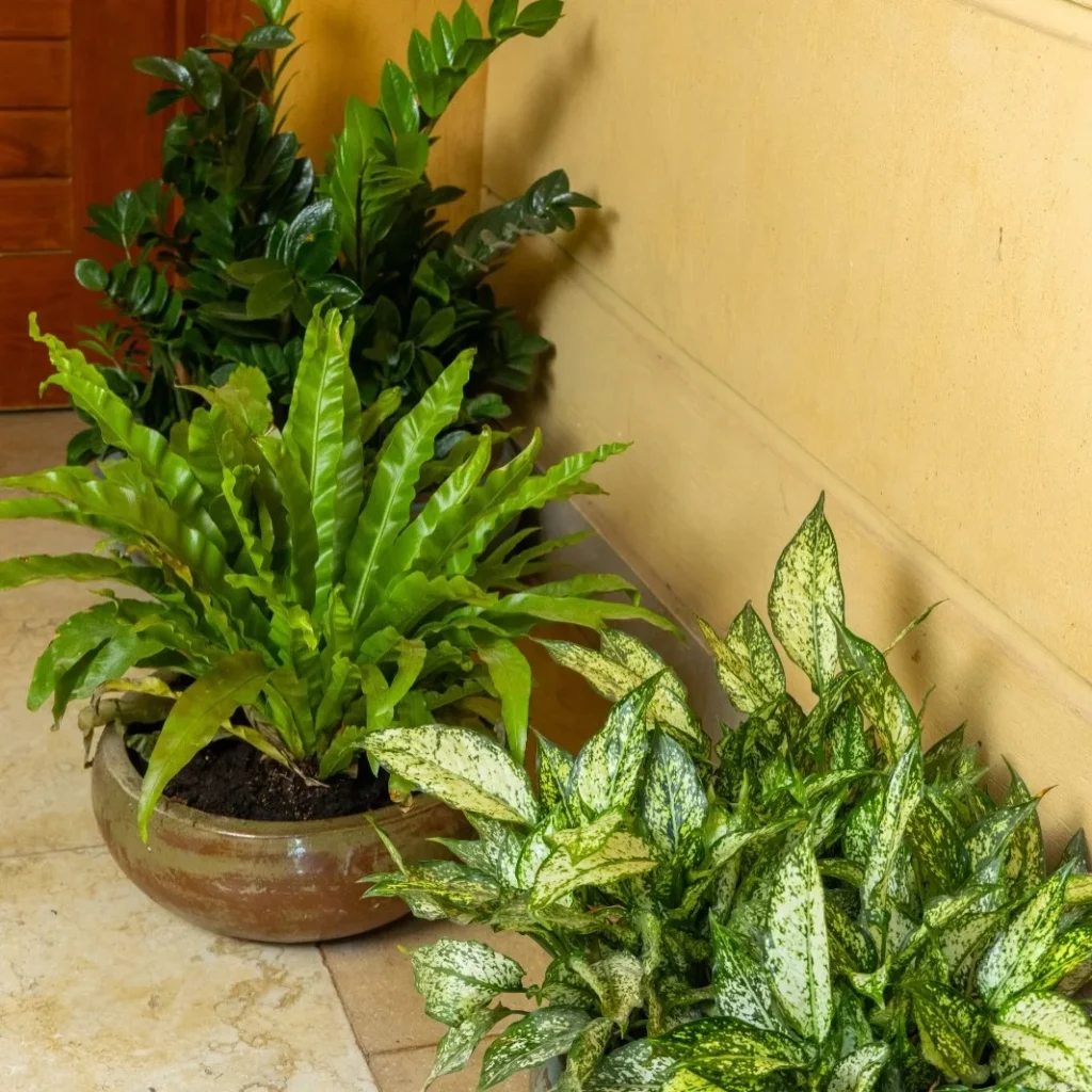 crocodile fern plant