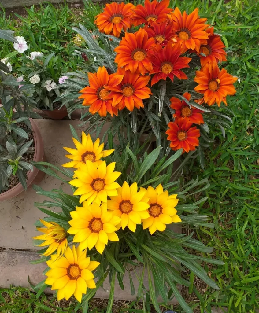 daisy blooming garden