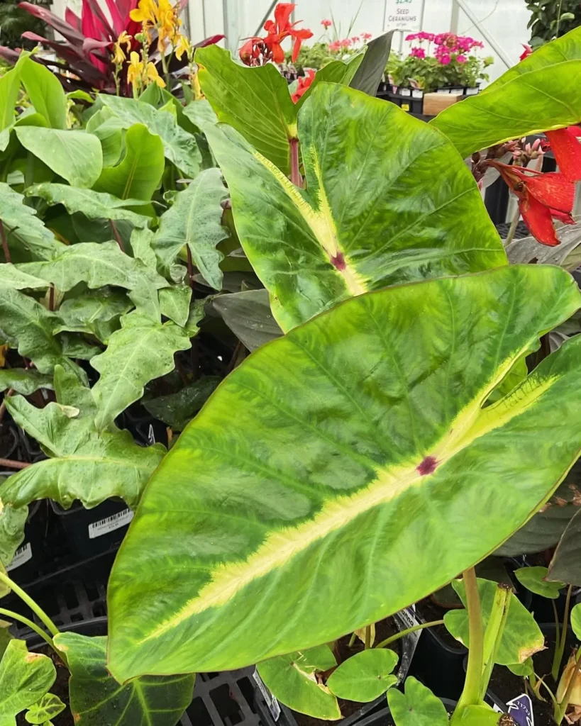 elephant ear plant