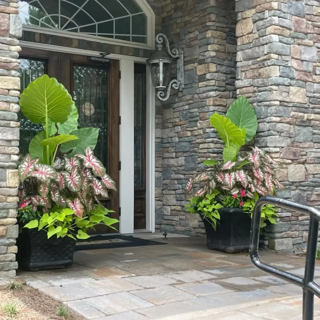 elephant ears plant entrance